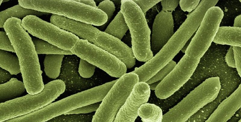 Bacteria in the heating system is a significant health risk